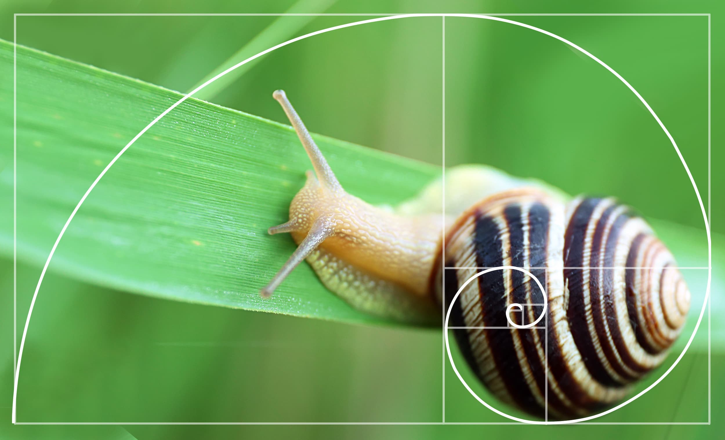 Fibonacci patterns - golden ratio in nature - snail